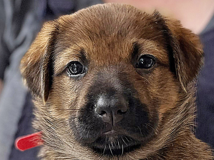 chinook puppy